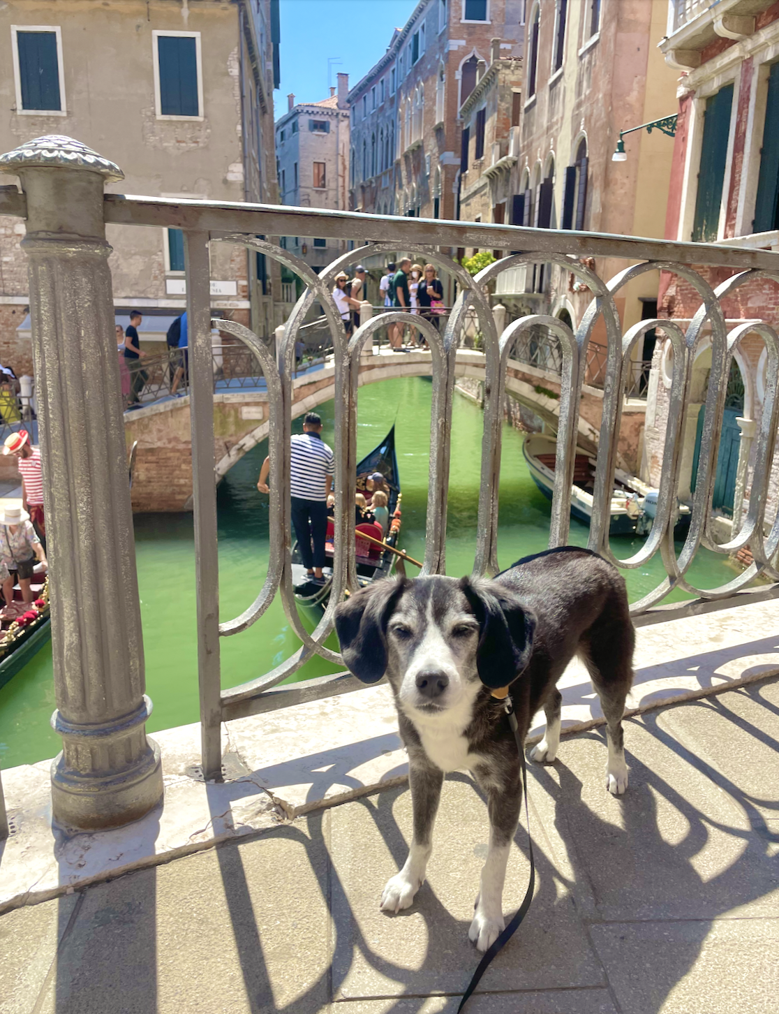 Dog-Friendly Venice — Adventures of Alice Bug